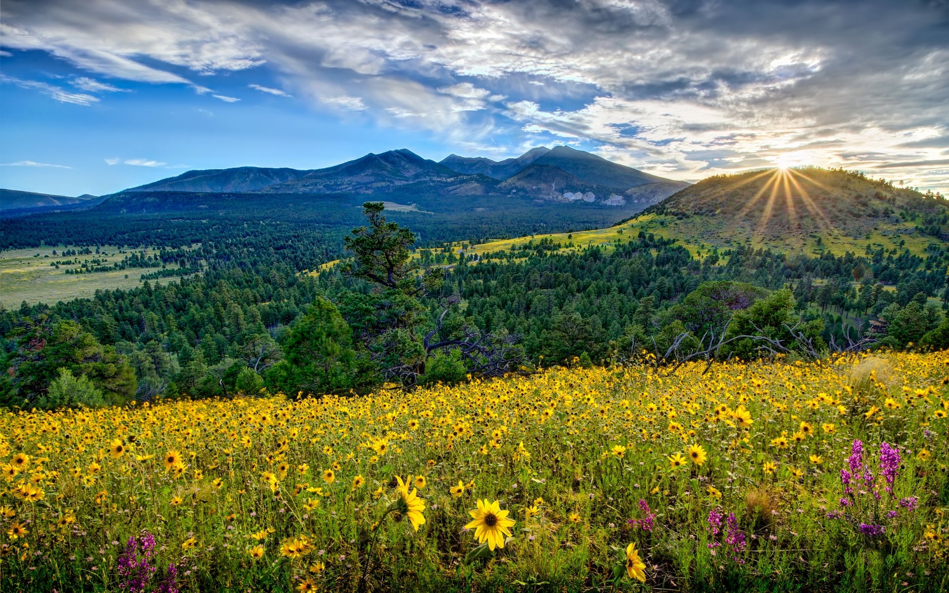 arizona valle montagne prato fiori alba alba panorama