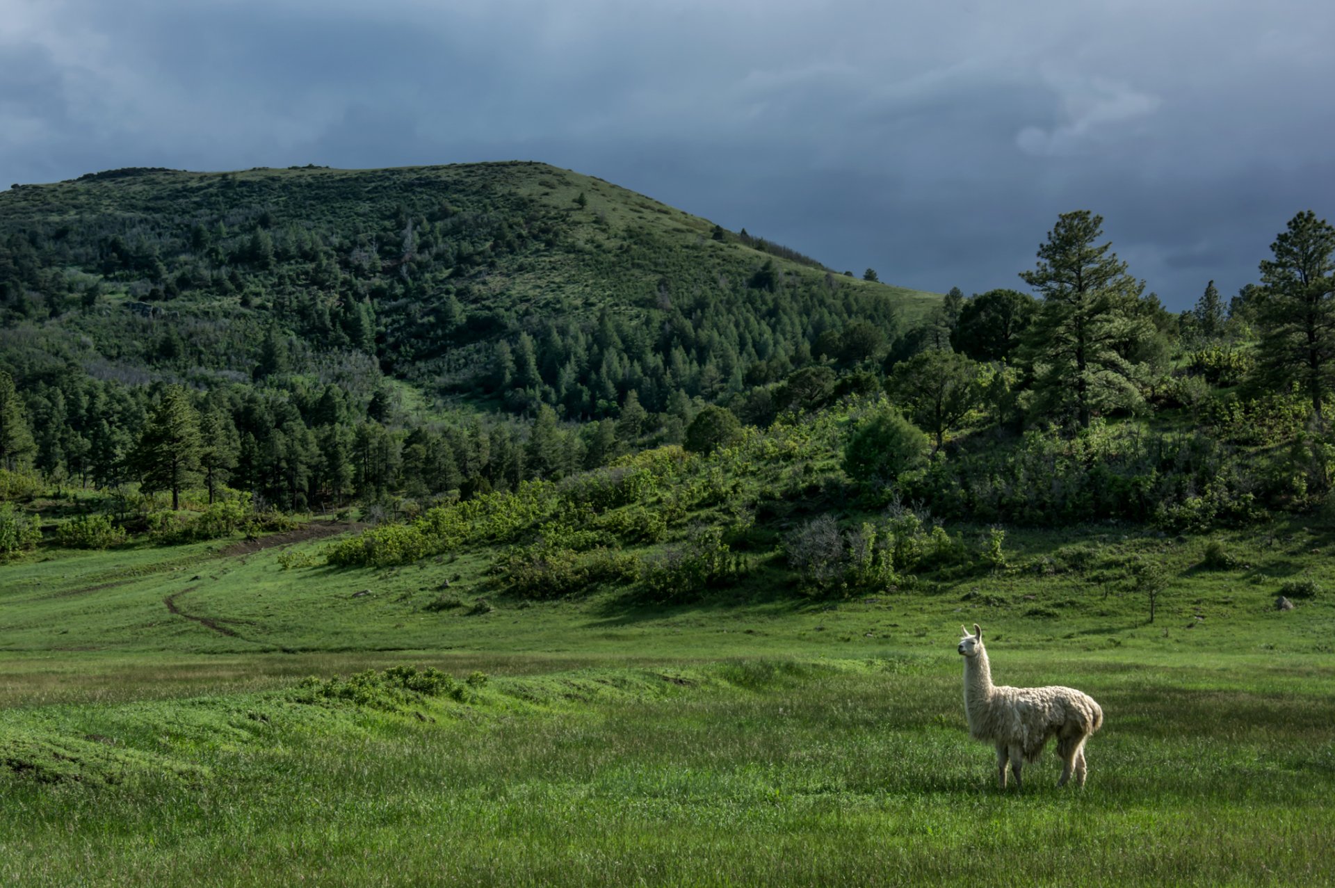 new mexico usa hills trees llama meadow