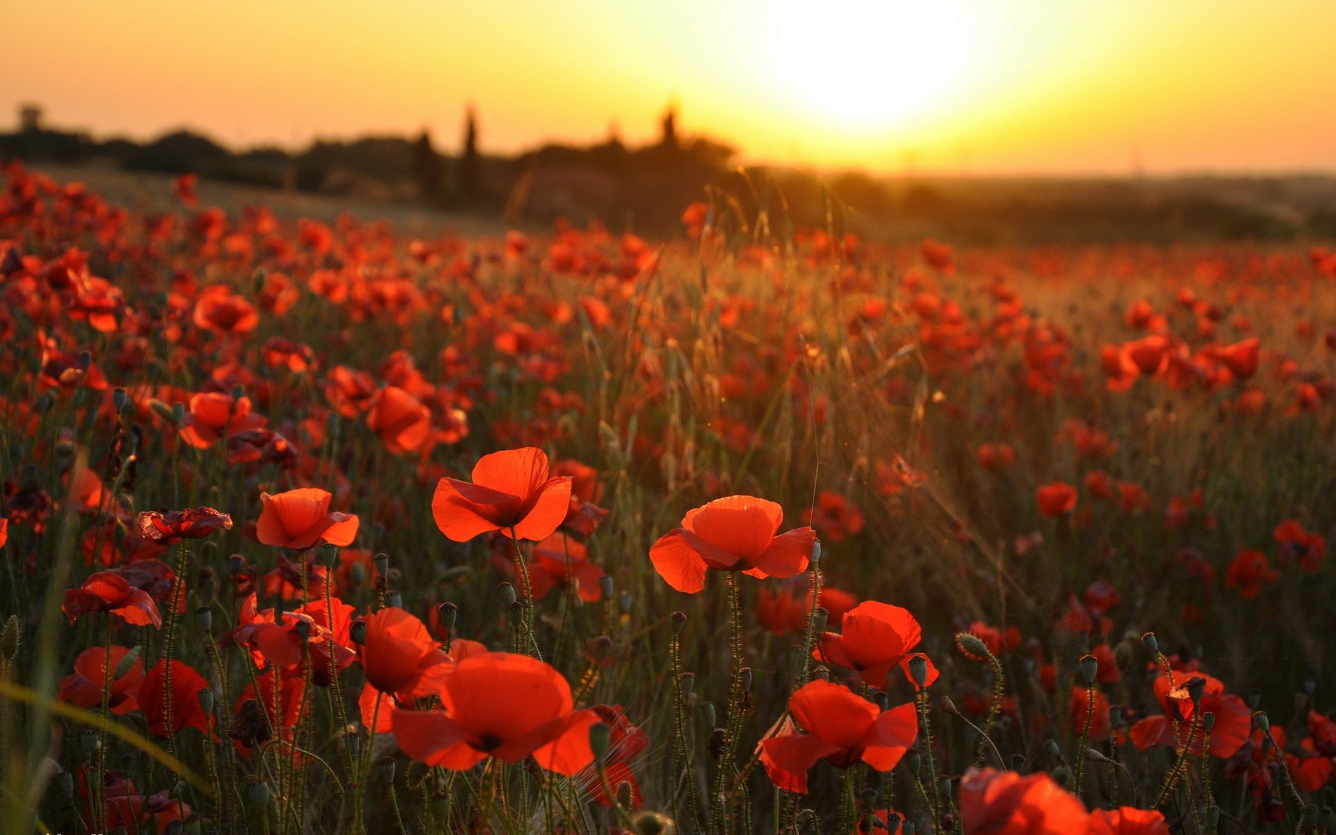 puesta de sol amapolas paisaje