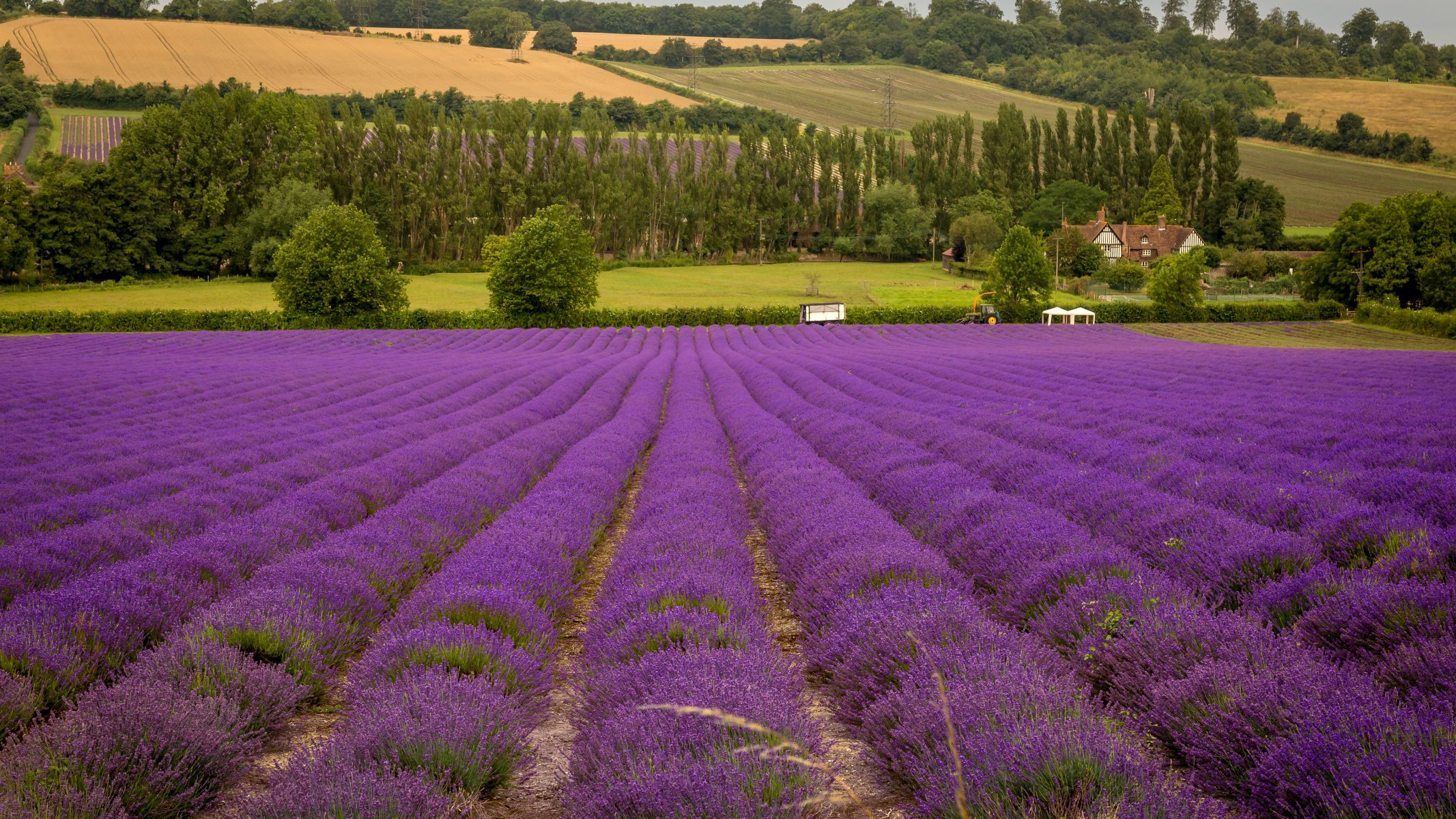 champ fleurs lavande maison tracteur arbres champs