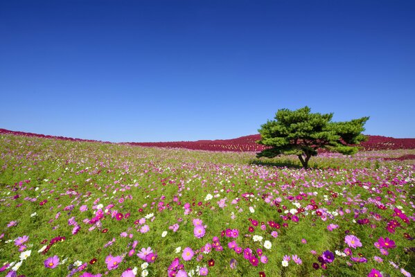 A large green tree in a meadow against a blue sky