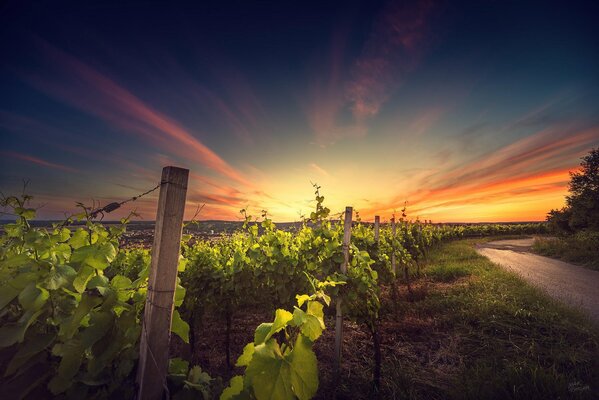 Bellissimo tramonto sul campo d uva