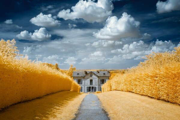 Camino a casa a través de los campos de oro