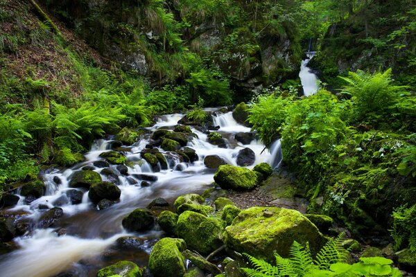 Gola che scorre un torrente nella Foresta Nera in Germania