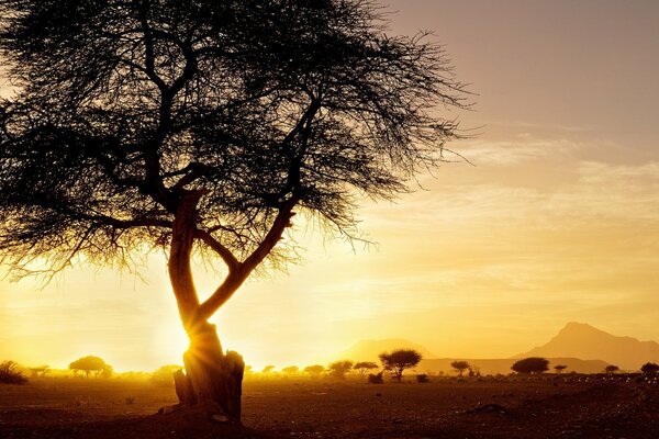 Sonnenuntergang in der schwülen afrikanischen Savanne