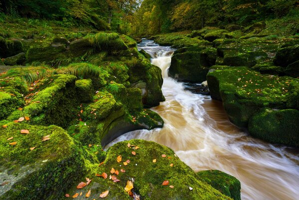 Belle rivière et feuilles sur les rochers