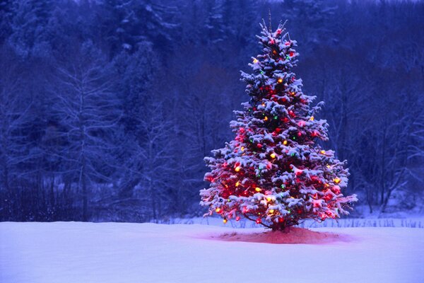 The Christmas tree glows in winter