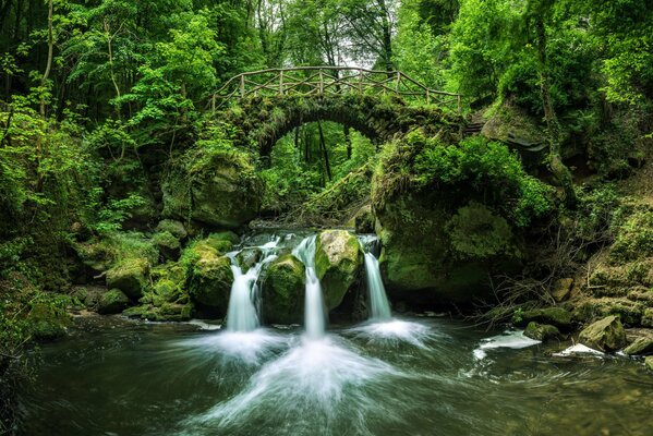 Gebirgsfluss des Flusses durch den grünen Wald