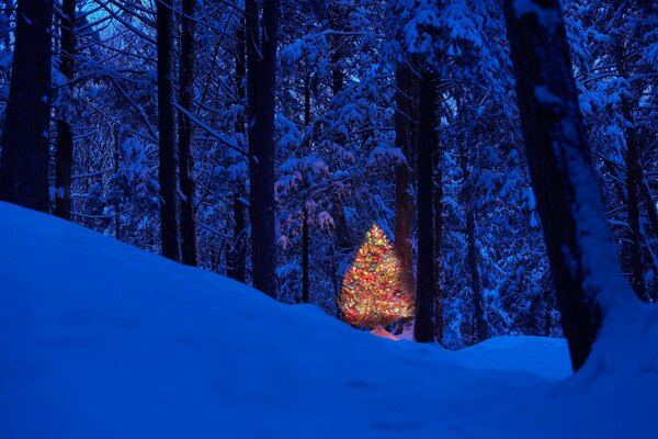 Christmas tree in the winter forest at night