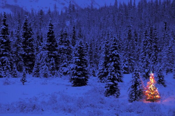 El árbol brilla con luces en la víspera de año nuevo