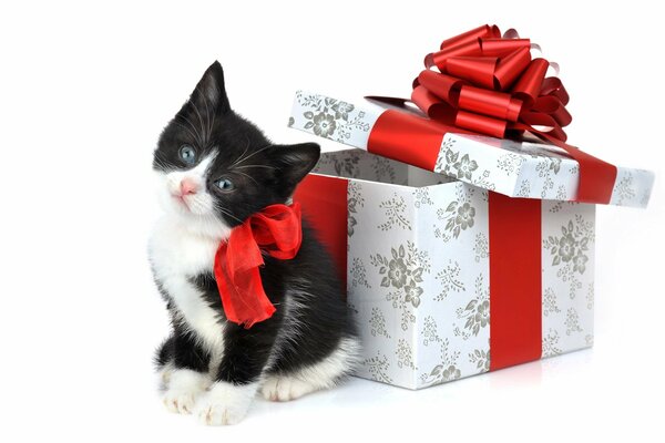 Gatito con lazo cerca de la Caja de regalo