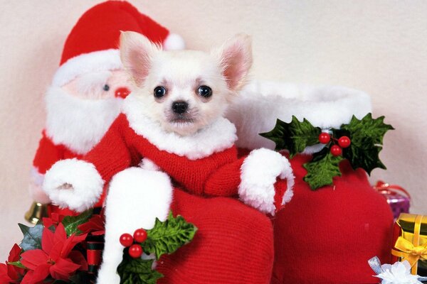 Cane di Natale in un calzino