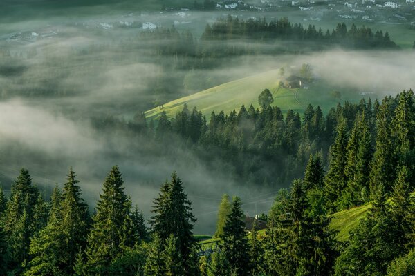 Bäume im Bergland im Nebel