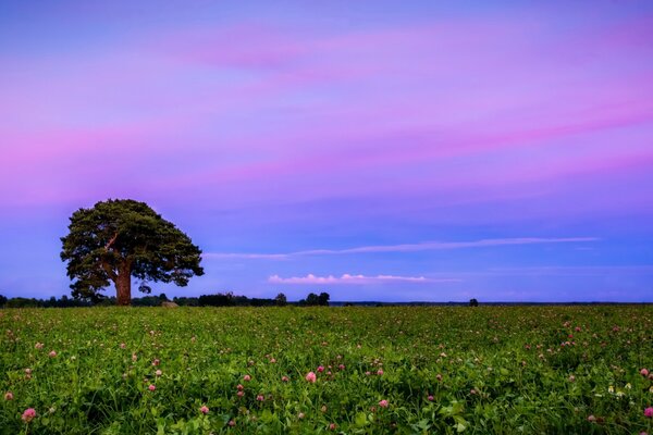 Arbre au coucher du soleil dans le champ de trèfle