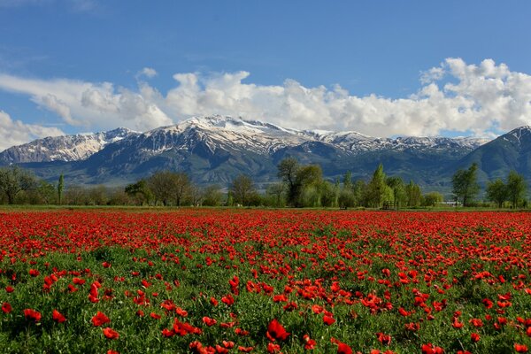 Paesaggio del campo di papaveri sullo sfondo delle montagne