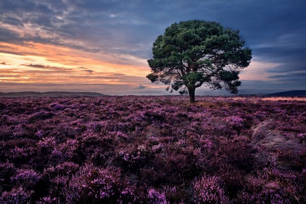 Elegante puesta de sol con un brezo solitario en el campo