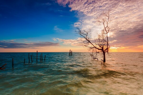 Baumstämme im Meer bei Sonnenuntergang