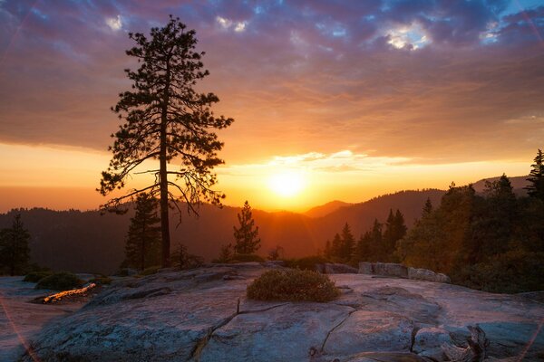 A lonely tree against the background of a bright sunset