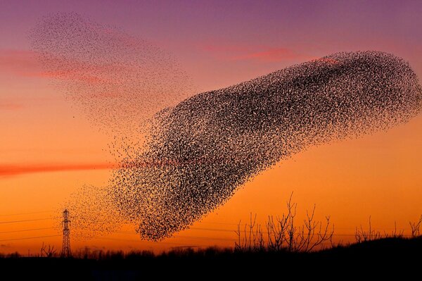 A flock of birds flies across the sky during sunset