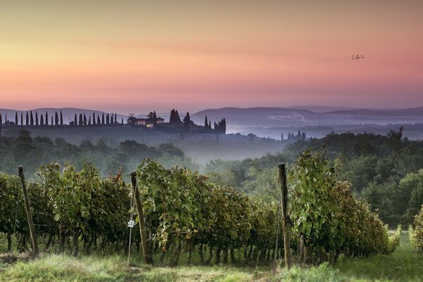 Pink sky and fog over the vineyard