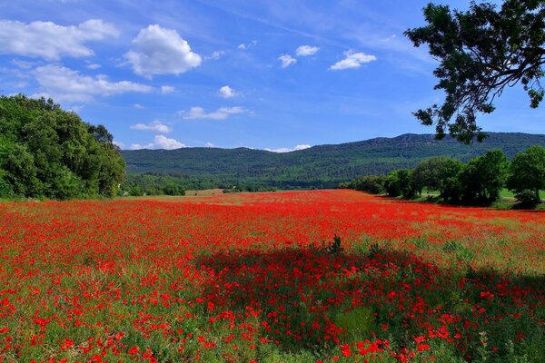 Campo di papaveri rossi. Cielo blu e colline