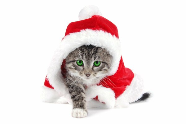 A kitten in a Santa costume