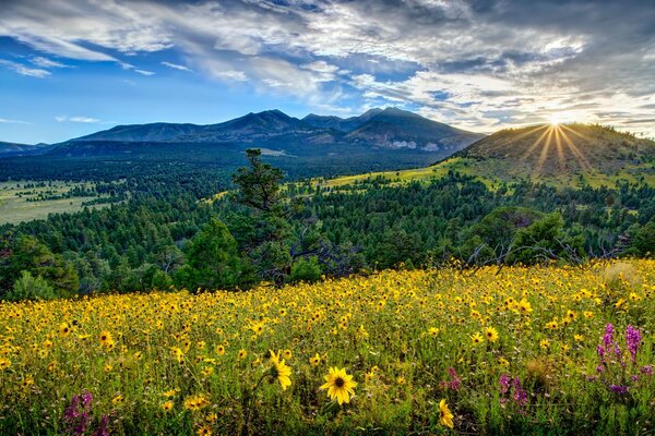 Prado de flores, montañas y cielo azul