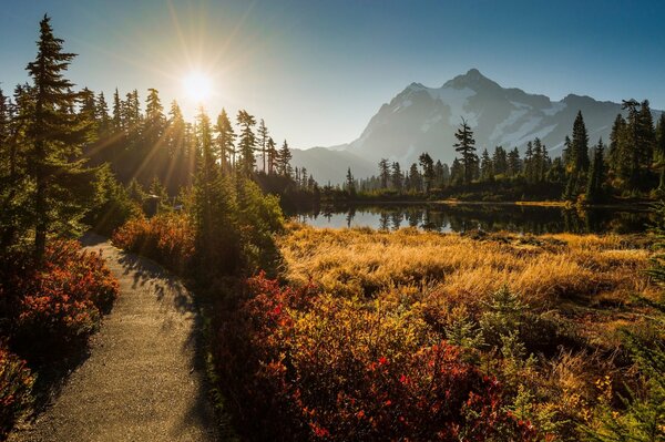 Nature in summer early in the morning