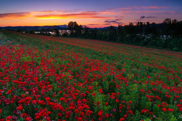 Champ de pavot en Espagne