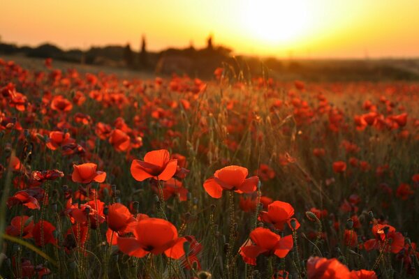 A field of blooming poppies at sunset