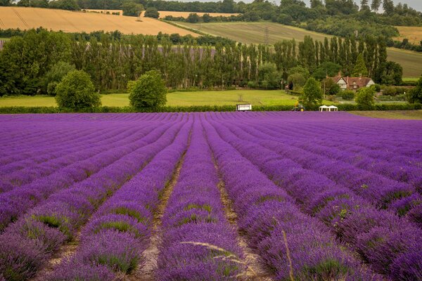 El campo de lavanda fascina con su belleza