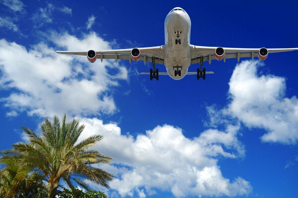 Un avión despegando contra un telón de fondo de palmeras