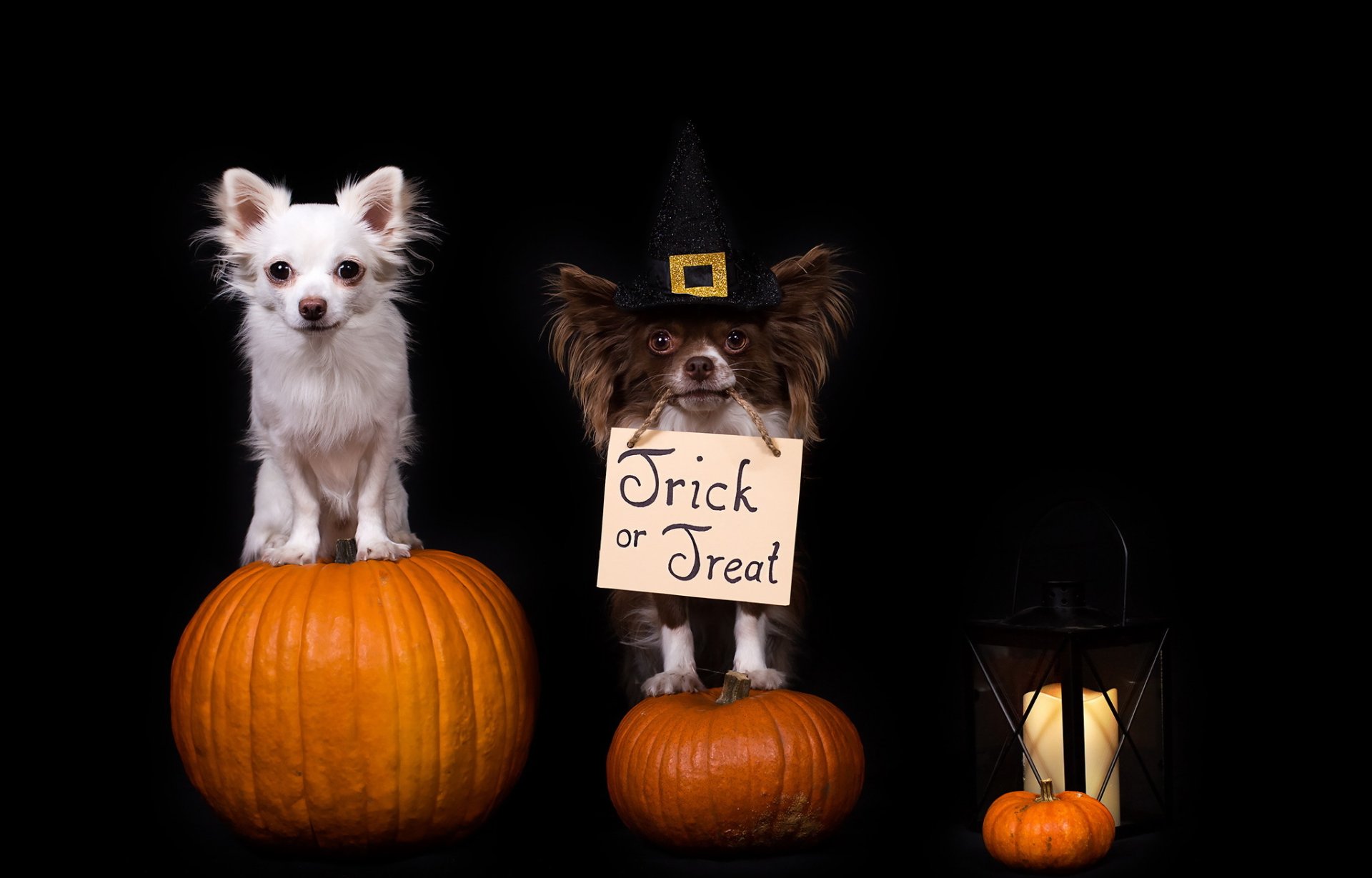 glückliches halloween hunde freunde urlaub