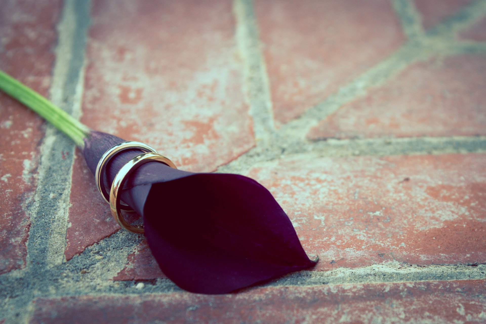 calla flor anillos boda