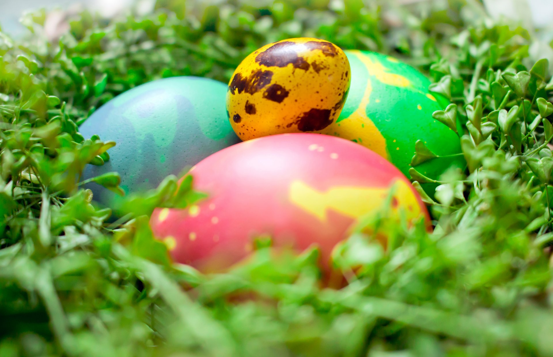 ostern eier gefärbte eier grüns raum makro nest raum