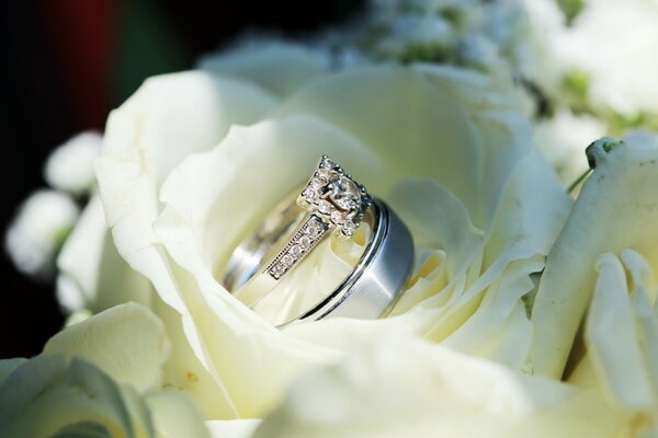 Wedding photos. Wedding ring in white rose petals