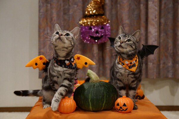 Katzen in Halloween-Kostümen mit Kürbissen