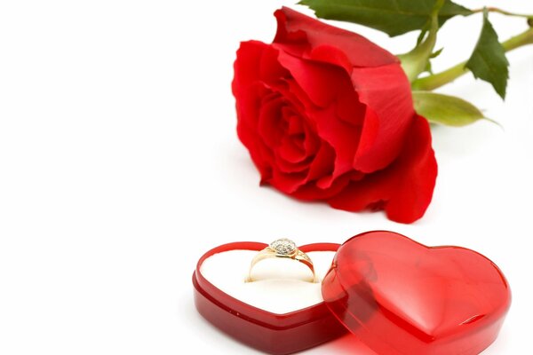 Marriage proposal rose with a ring