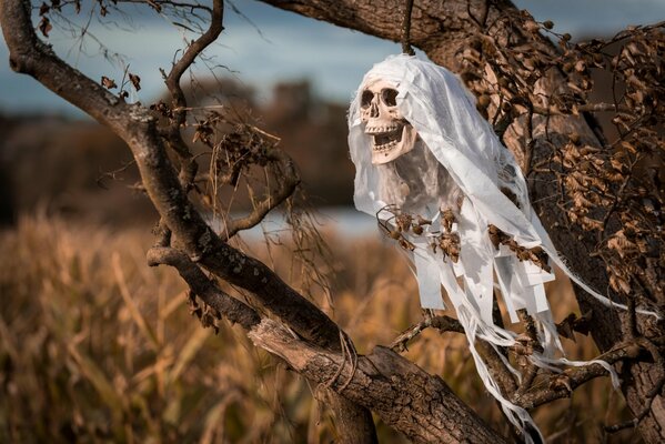 A skull with a veil hanging on a tree