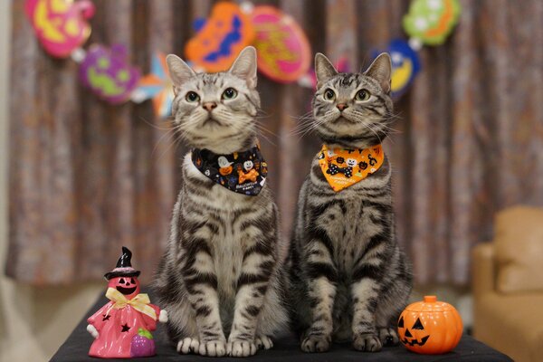 Lindos gatos elegantes para la fiesta de Halloween