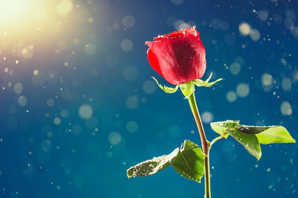 Rose rouge pour la fête des amoureux