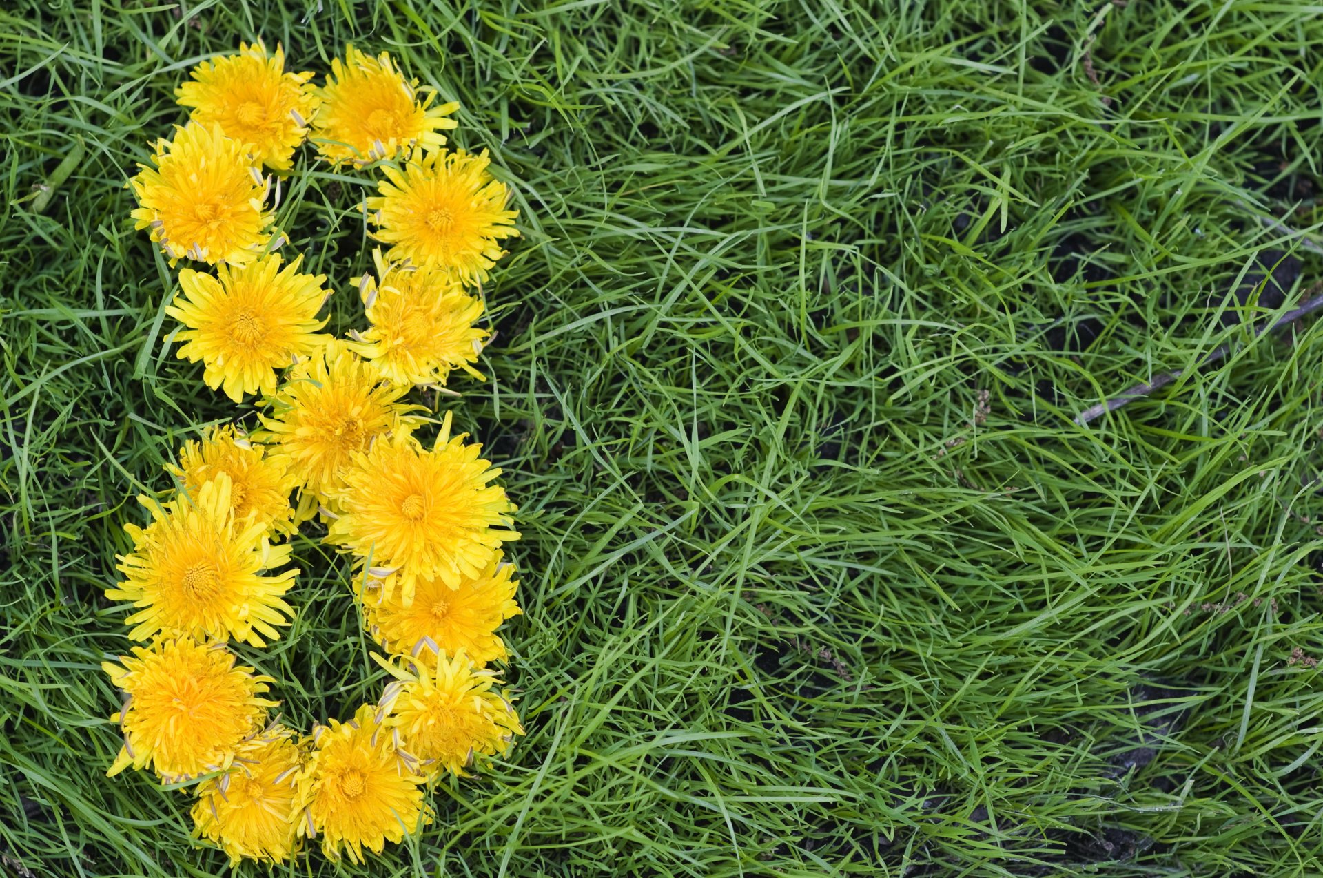 8 marzo festa della donna fiori denti di leone giallo su sfondo verde erba