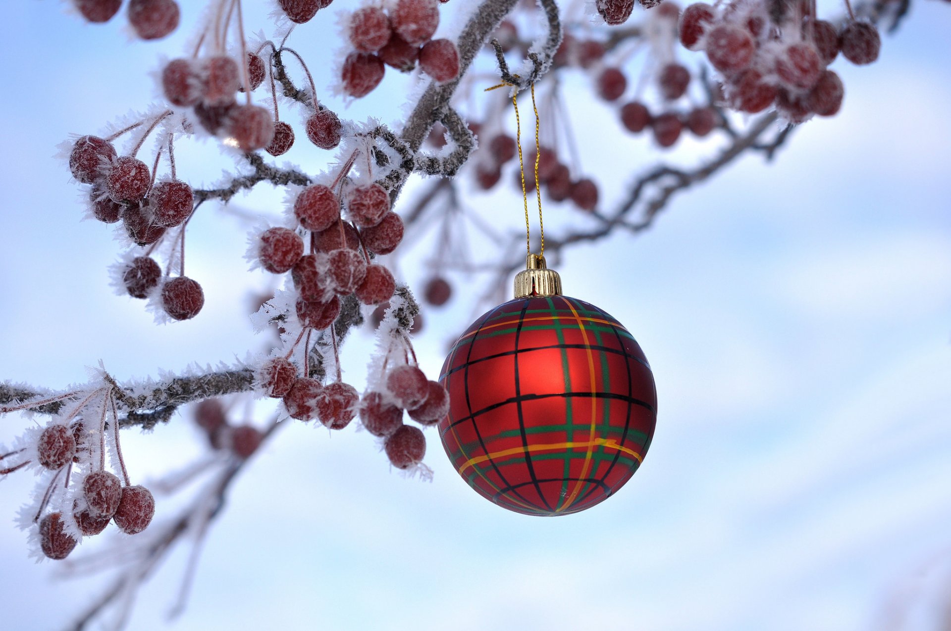 zweig beeren früchte kristalle frost weihnachten neujahr kugel