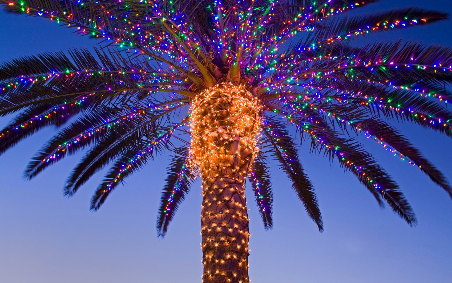 navidad año nuevo guirnalda palma valle de temecula california ee.