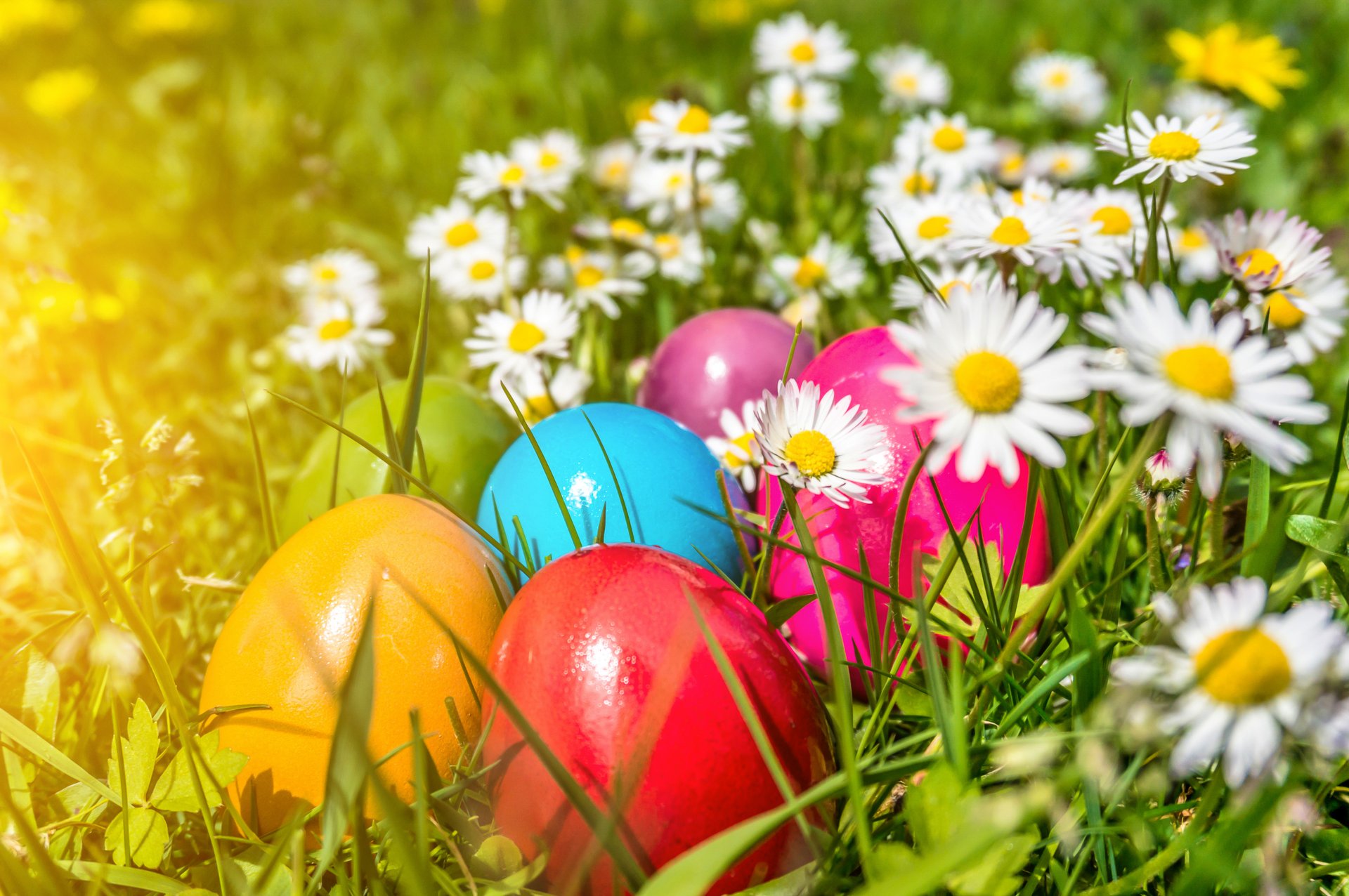 ostern eier blumen frühling gänseblümchen