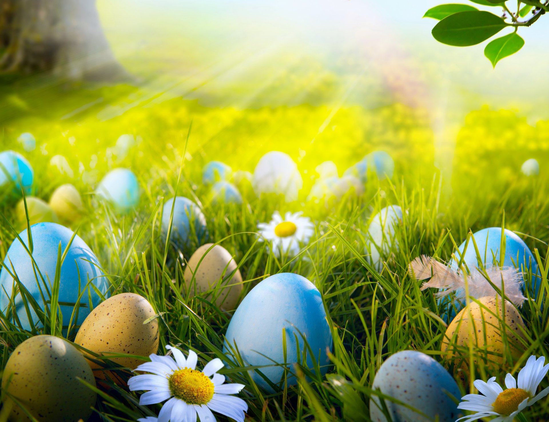 easter spring light rays nature grass eggs flower