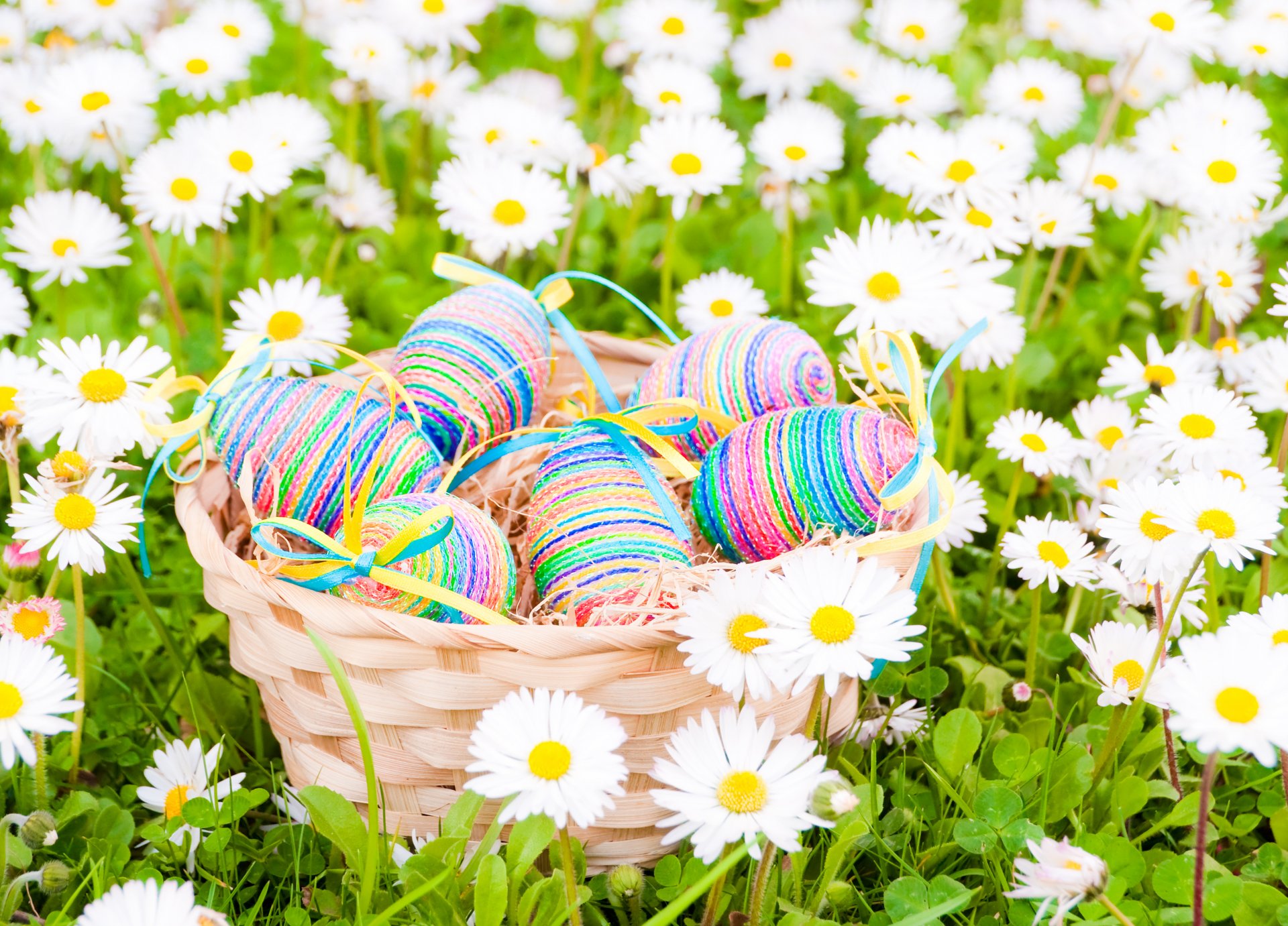 ostern eier blumen frühling gänseblümchen feld