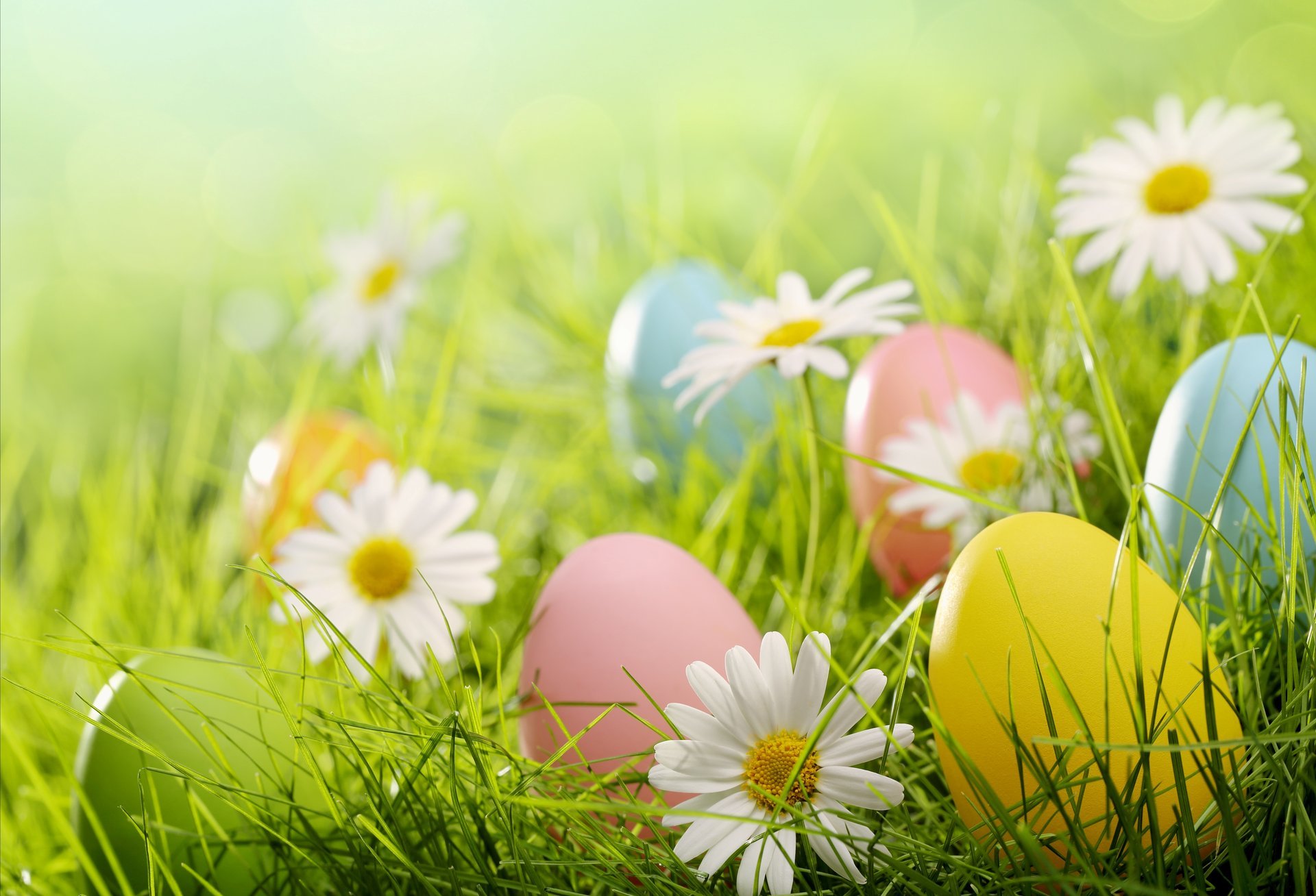 easter eggs spring flowers chamomile grass field