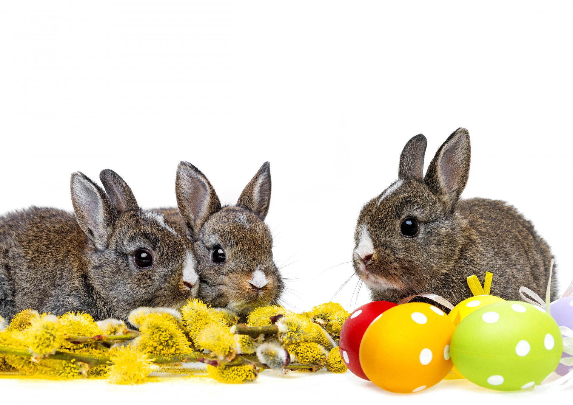 ostern eier kaninchen frühling