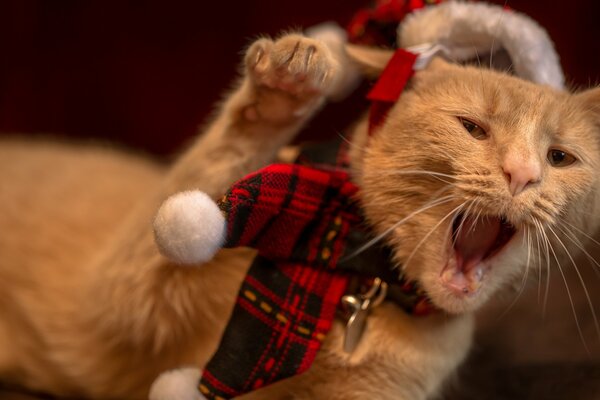 Gato en la fiesta de la diversión